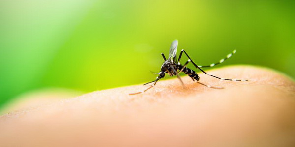 enfermedad-dengue